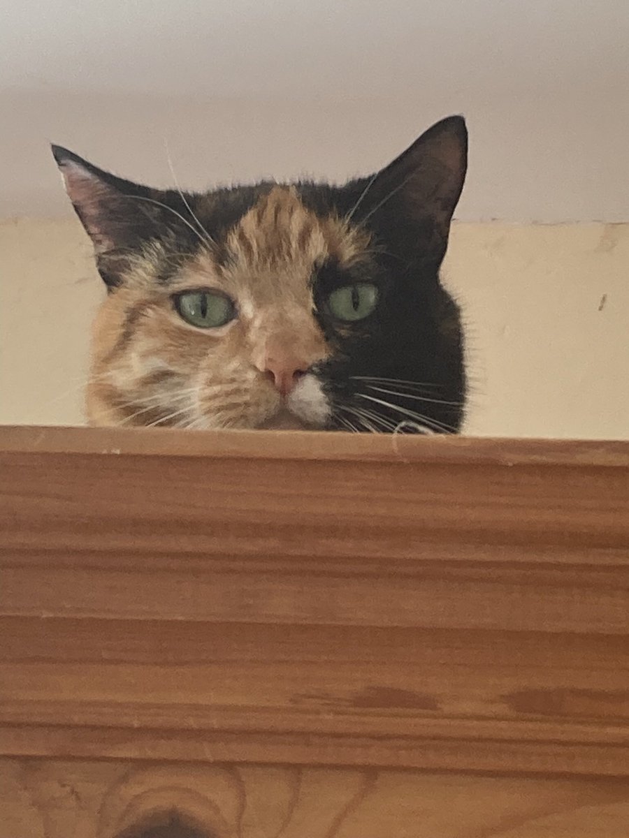 riotgrandma72's tweet image. Oi, human … nevah mind you, where’s the #Labdem?