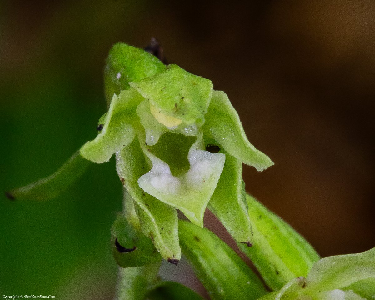 π¬π§ π π»ππ¨π & πππ π πΊπΈ (@dawn_and_james) on Twitter photo 1/2
A lone Green-flowered Helleborine (Epipactis phyllanthes). The variant Pendula has been recorded at this location but this one seems different, it's flowering lol #WildOrchid
<a href="/sdnpa/">South Downs National Park</a> <a href="/SussexWildlife/">Sussex Wildlife Trust π¦</a> <a href="/Sussex_Botany/">Sussex Botanical Recording Society</a> <a href="/BSBIbotany/">BSBI: Botanical Society of Britain & Ireland</a> <a href="/ukorchids/">Wild Orchids UK & Ireland</a> @Britainsorchids 1/2
A lone Green-flowered Helleborine (Epipactis phyllanthes). The variant Pendula has been recorded at this location but this one seems different, it's flowering lol #WildOrchid
<a href="/sdnpa/">South Downs National Park</a> <a href="/SussexWildlife/">Sussex Wildlife Trust π¦</a> <a href="/Sussex_Botany/">Sussex Botanical Recording Society</a> <a href="/BSBIbotany/">BSBI: Botanical Society of Britain & Ireland</a> <a href="/ukorchids/">Wild Orchids UK & Ireland</a> @Britainsorchids