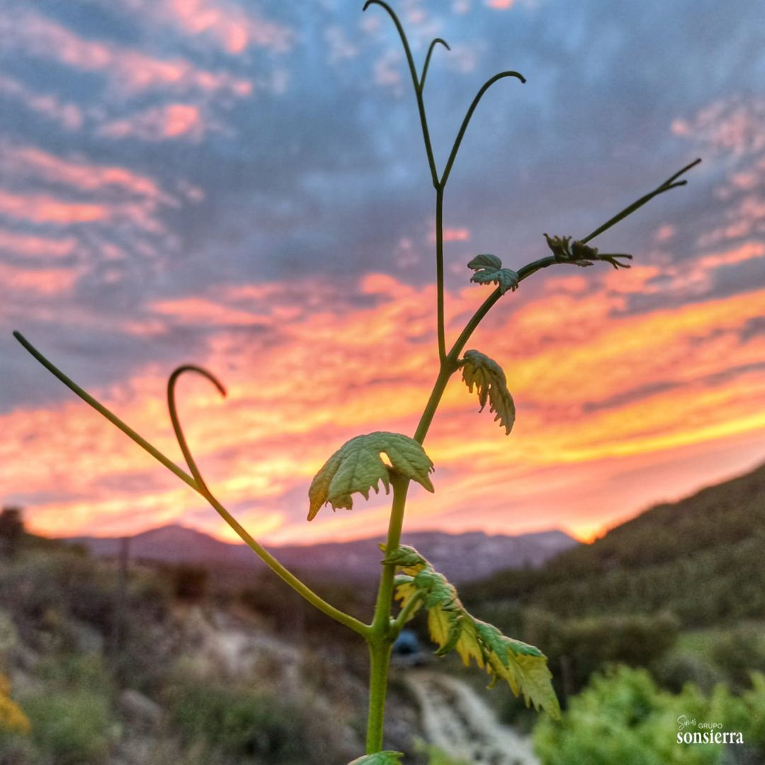 ✨🍇 Atardecer mágico en el viñedo 🍇✨

#sanvicentedelasonsierra #bodegassonsierra #riojawine #Atardecer #Viñedo #Naturaleza #Vino #BellezaNatural #PazInterior #SunsetLovers #WineLovers