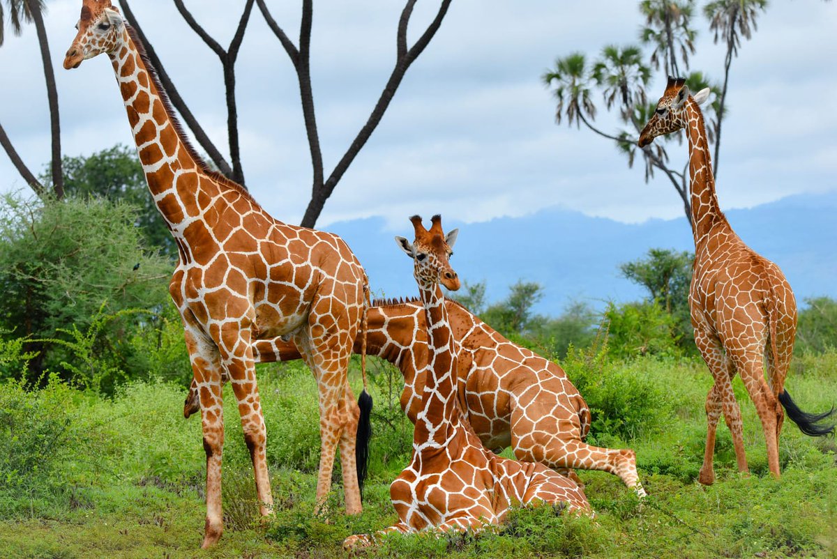 kwsmerunpark's tweet photo. Step into the enchanting world of Meru National Park, where dreams meet reality amidst a wildlife extravaganza! 🐘🌅 Join us on this mesmerizing journey! #MeruNationalPark #SafariAdventures #NatureSpectacle https://t.co/IHjZG5zSxz