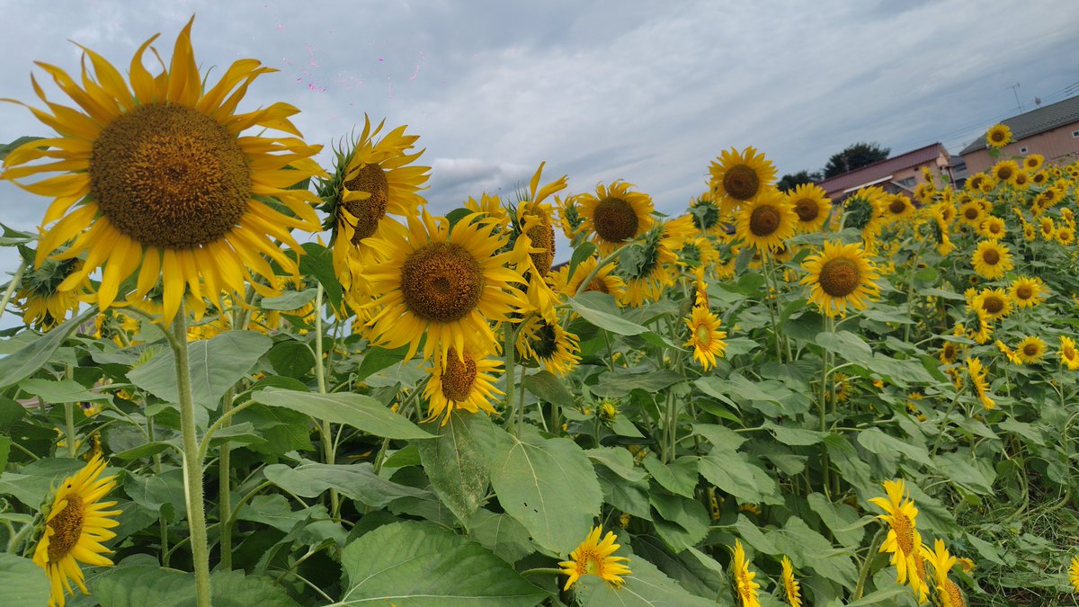 vovy_vovy's tweet photo. バンドライブ楽しみ
#cyn_sunflower https://t.co/1VxmzKswZ5