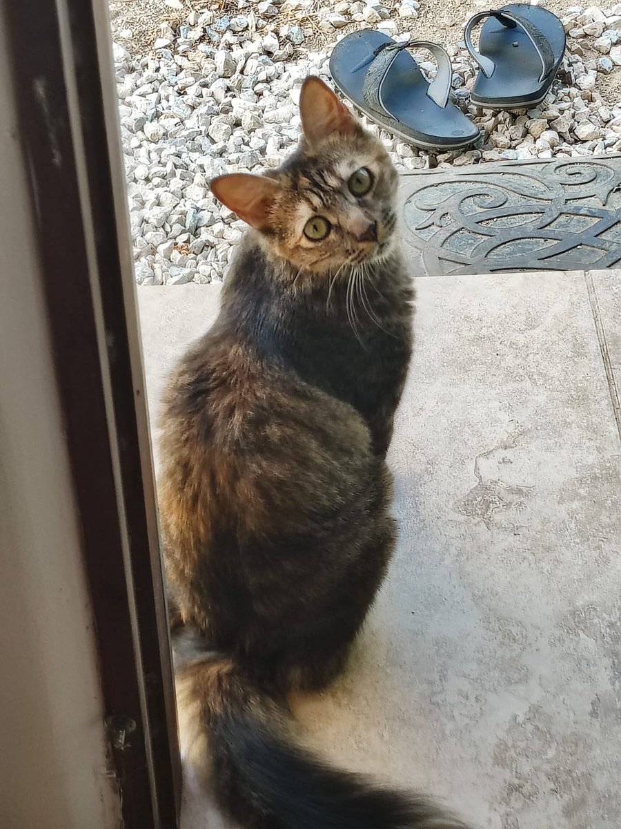 Mi gatita se salió y no aparece , estamos muy tristes. Si me ayudan a compartir por favor. 
 Se llama MAGGIE 
Alrededores del condominio Vila jardín real , guacima arriba. Si ven o saben algo escribirme o llamarme al 89626789
Doy recompensa. Maggie es muy importante para nosotros