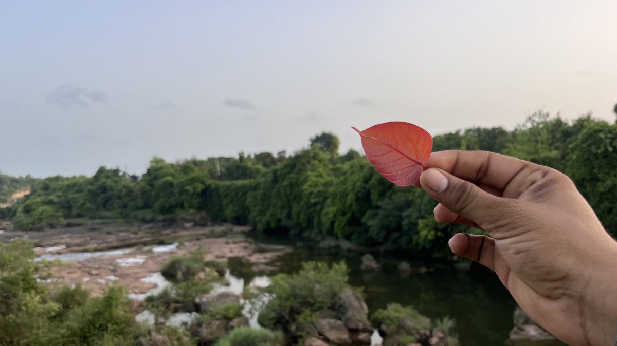 sooraj_sinh's tweet photo. Colours Of Nature 💚 https://t.co/nxCrmltl2x