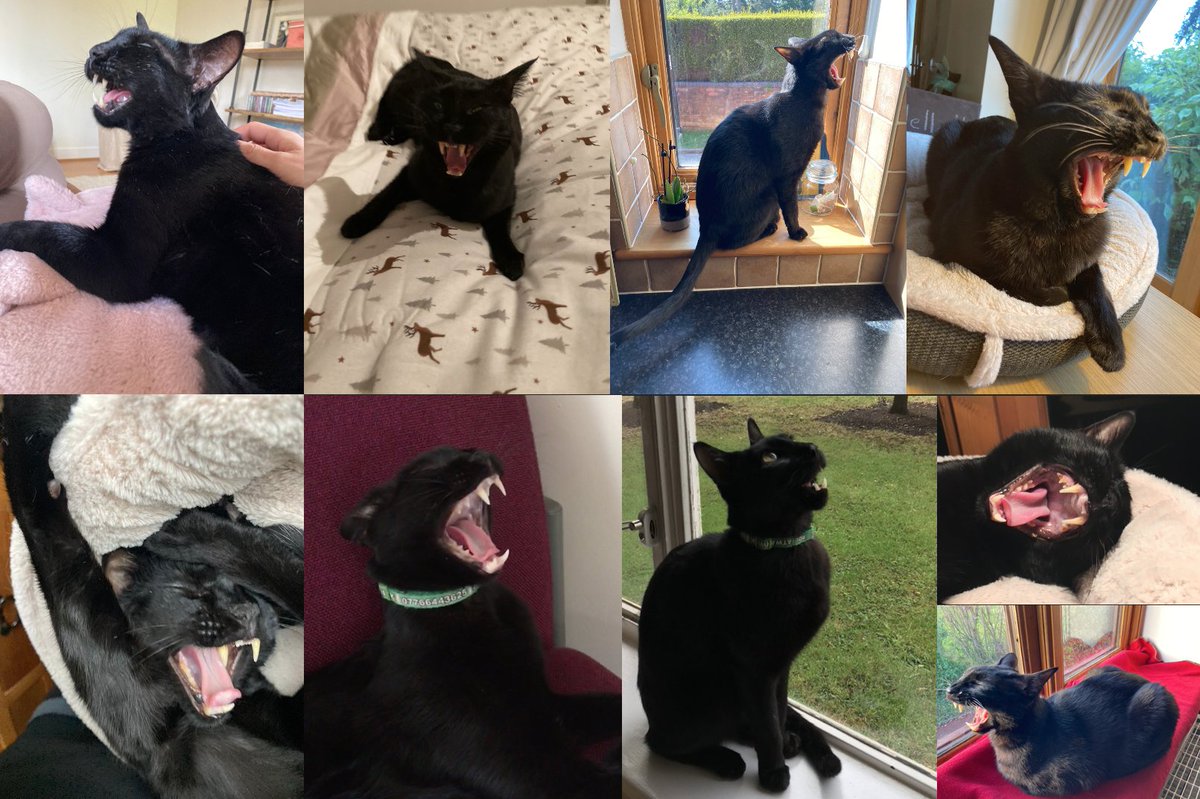 claudiarei2312's tweet photo. @RolfatWarwick @RolfatWarwick roars and #CatsRoarForEngland follow 🥰🐈‍⬛🏴󠁧󠁢󠁥󠁮󠁧󠁿⚽️🐾 #EURO2024 #ThreeLions #LetsGoEngland https://t.co/NcCC7LBray