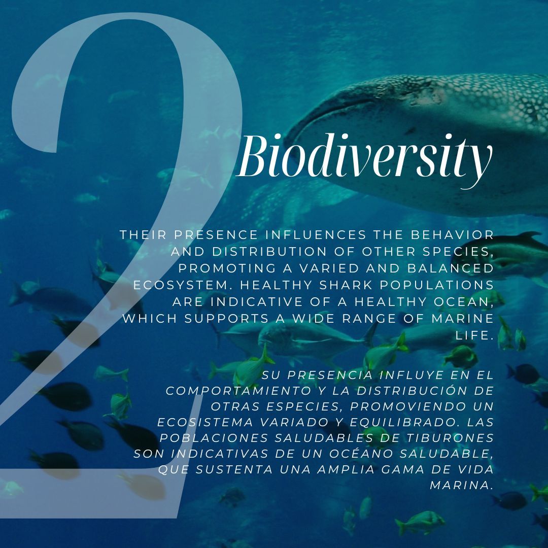 mcmsharksxx's tweet photo. Happy #SharkAwarenessDay! 🌊🦈 

Here are some reasons why you should give a flying fish about these incredible predators. The rest? On my instagram: https://t.co/mJ406KMmNY https://t.co/MOC12qgfOr
