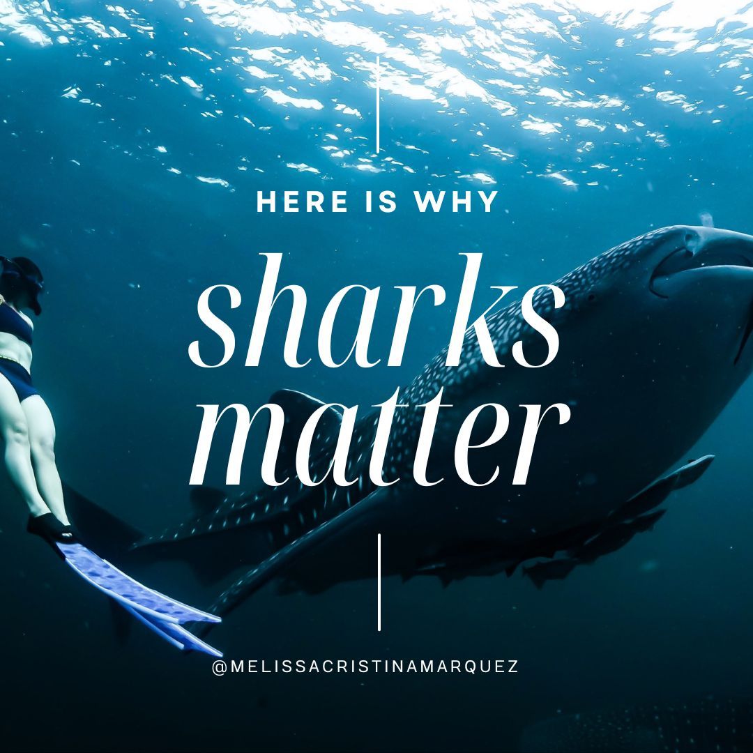 mcmsharksxx's tweet photo. Happy #SharkAwarenessDay! 🌊🦈 

Here are some reasons why you should give a flying fish about these incredible predators. The rest? On my instagram: https://t.co/mJ406KMmNY https://t.co/MOC12qgfOr