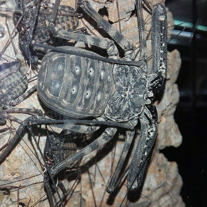 Learn more about these awesome, harmless critters at The Bug Farm in St David's. Including that they featured in #harrypotter, where one was made to 'fly' and tap dance by Mad Eye Moody, when he performed the 'Imperius Curse' on it! 
Photo credit: Callum Nicholls