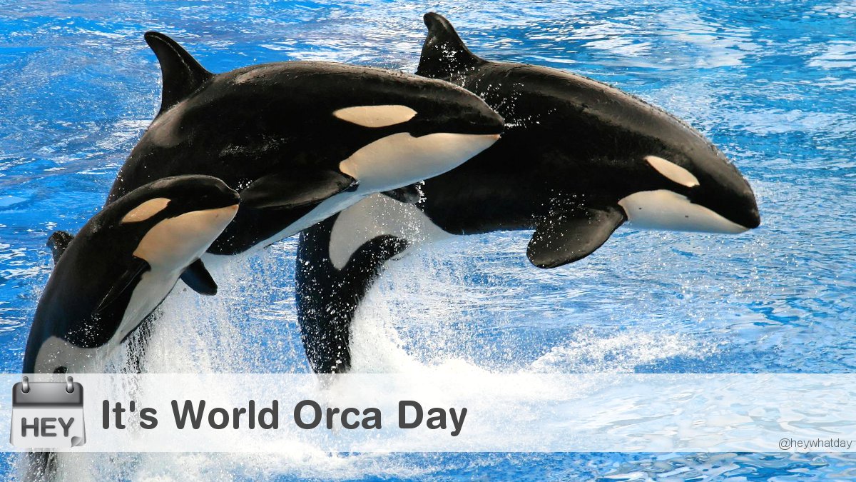 HeyWhatDay's tweet photo. It's World Orca Day!
#WorldOrcaDay #OrcaDay #Orcas https://t.co/yFqPlVSk6K