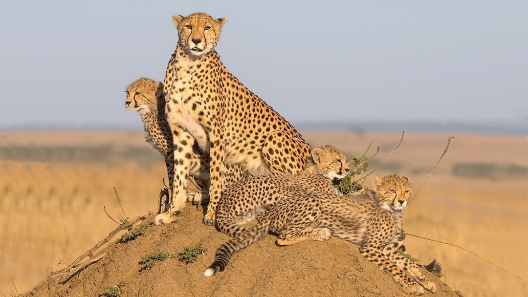 overlandsafaris's tweet photo. 10 Days Serengeti Budget Tented Camps Safari
10 DAYS SERENGETI BUDGET TENTED CAMPS SAFARI, experience the spectacular scenery of the Ngorongoro Highlands where indigenous Maasai people live in their traditional ways and climb the Maasai Mountain of God.
https://t.co/oy1Yhj5PVV https://t.co/7vYh1f07Zz