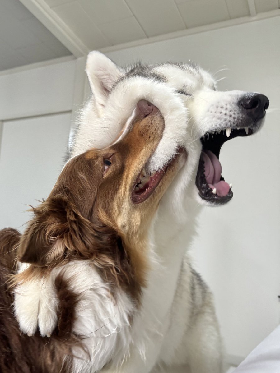 Siberianhakusky's tweet photo. いい顔してる😁 https://t.co/dS6MUtthpc
