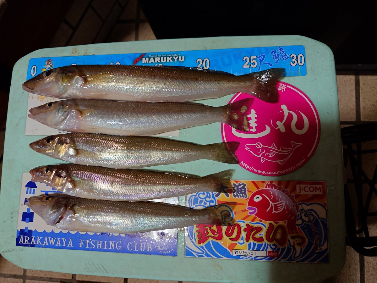 negi2T's tweet photo. 本日の最大は28.5cm！自己記録を1.0cm更新できました！品川ひらい丸さんから千葉県側で楽しい釣りでした。 https://t.co/N9rinCEaIW