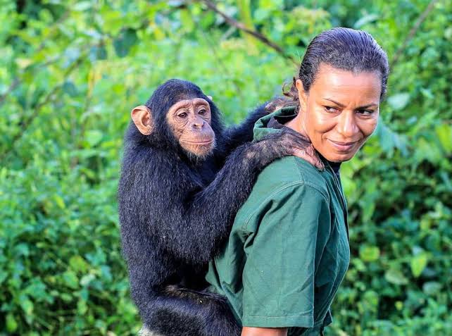LillyAjarova's tweet photo. Today, on World Chimpanzee Day, let's shine a spotlight on Uganda's remarkable chimpanzee population. These intelligent and social beings are an integral part of our natural heritage.

 Let us remain committed to safeguarding their forests and ensuring their survival for generations to come. 

Remember #ExploreUganda, experience their magic, and contribute to their conservation efforts. #WorldChimpanzeeDay 

NOTE: These are chimpanzees in the sanctuary and interacting with them is good for their own welfare.
