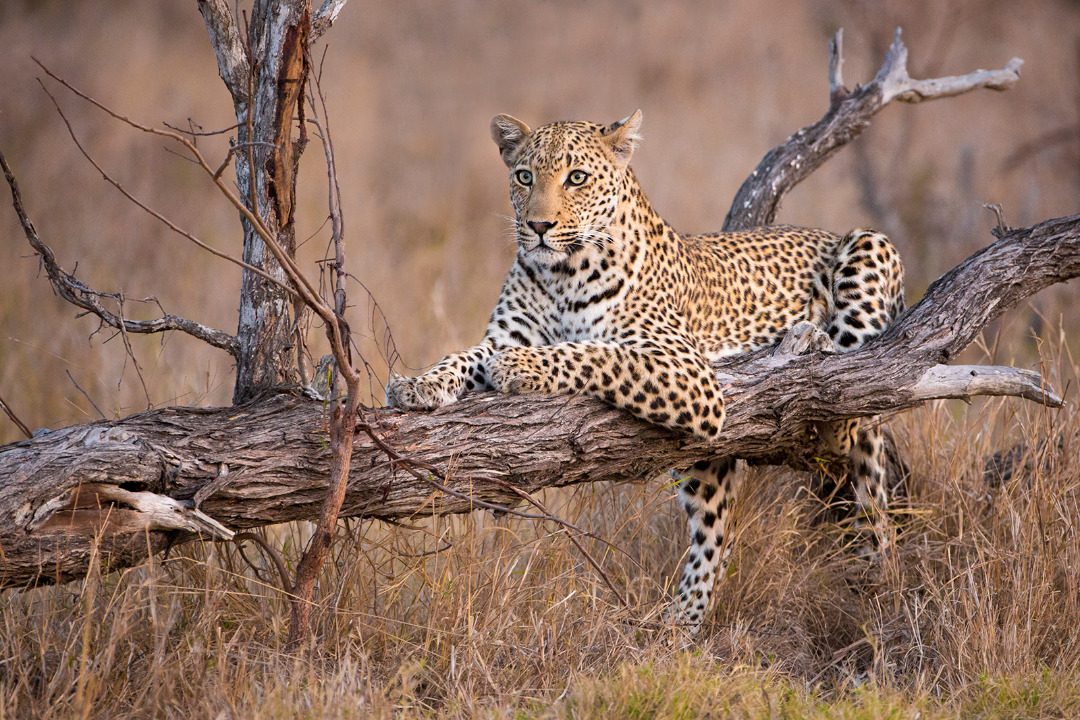overlandsafaris's tweet photo. 8 Days Serengeti Adventure Big Cats Safari
8 DAYS SERENGETI ADVENTURE BIG CATS SAFARI the truly remote and wild places of northern Tanzania on this comprehensively private Tanzania safari.
https://t.co/w6NJCqzEuX https://t.co/yV3tTyk4Mk