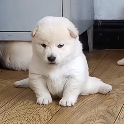 puppynonojung's tweet photo. มะจิง เหมือนรุปนี้นะ https://t.co/lGLlej4AOI
