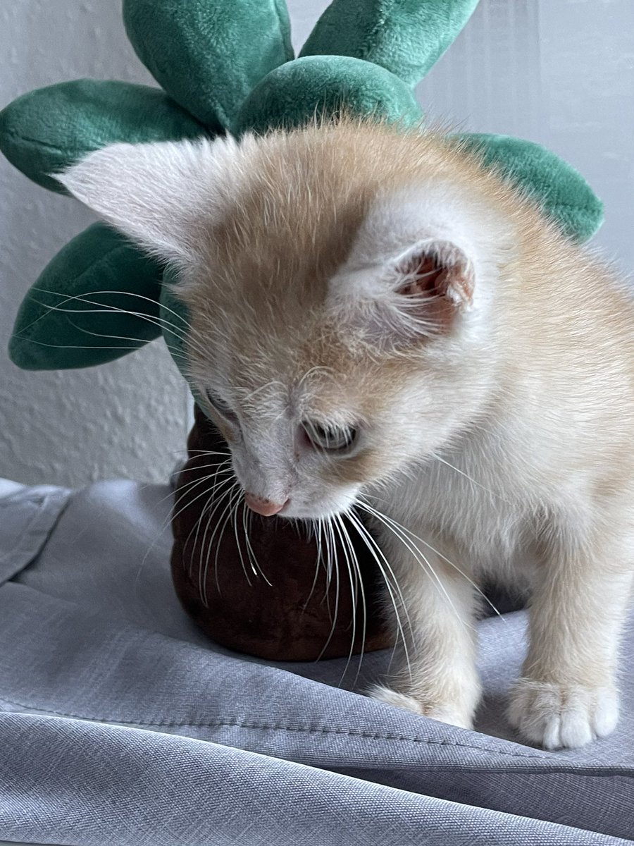 neues familienmitglied