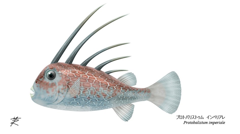 ヘドロ沼 様　ご確認用　イオナンタ　ファットボーイ(RFI由来)①〜③ ヘドロ沼 様 ご確認用 イオナンタ ファットボーイ(RFI由来)①〜③