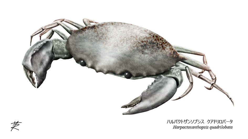 ヘドロ沼 様　ご確認用　イオナンタ　ファットボーイ(RFI由来)①〜③ ヘドロ沼 様 ご確認用 イオナンタ ファットボーイ(RFI由来)①〜③