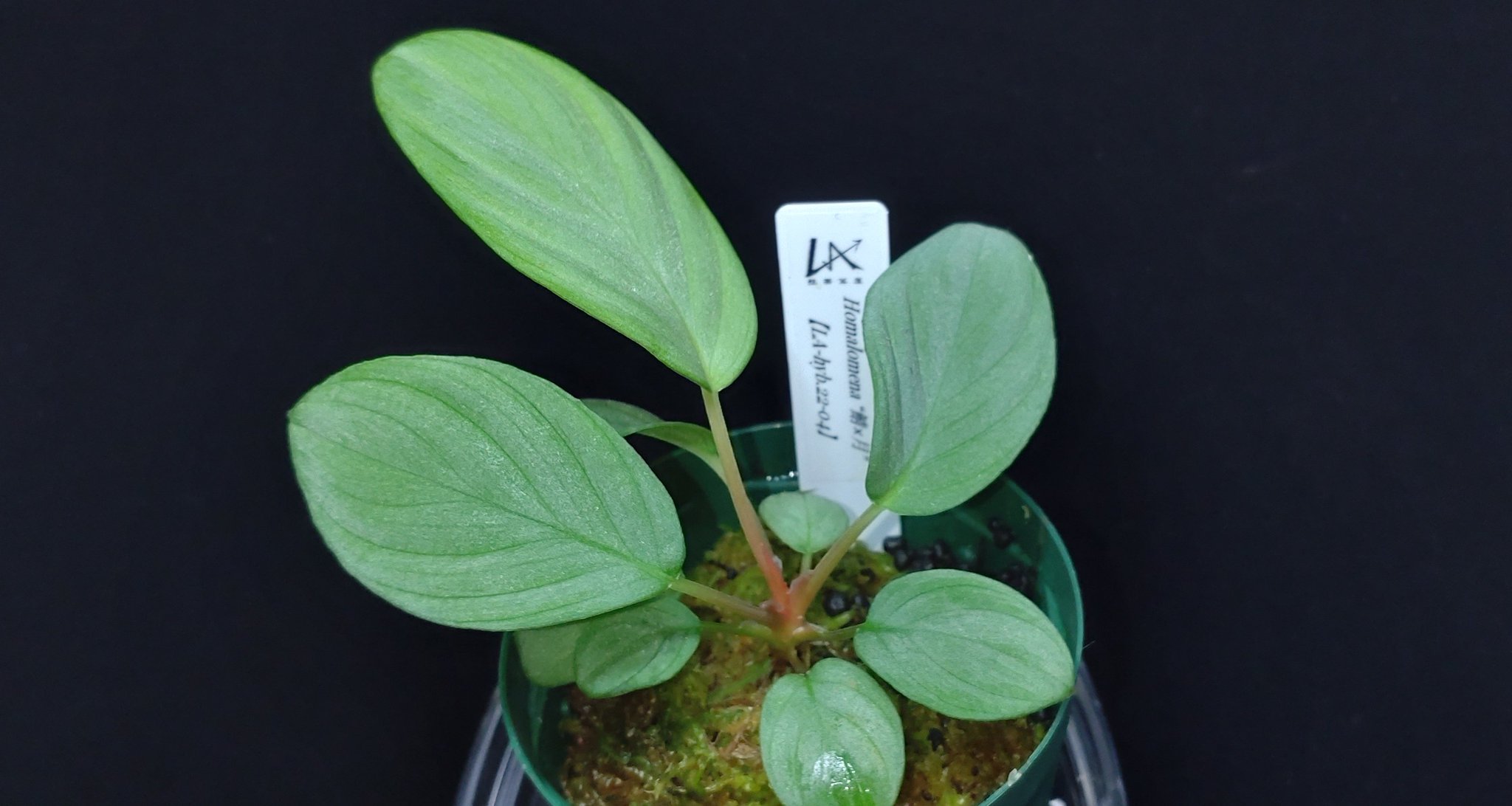 Homalomena 鯖×月　正規タグ付き し*物様 Homalomena sp,/