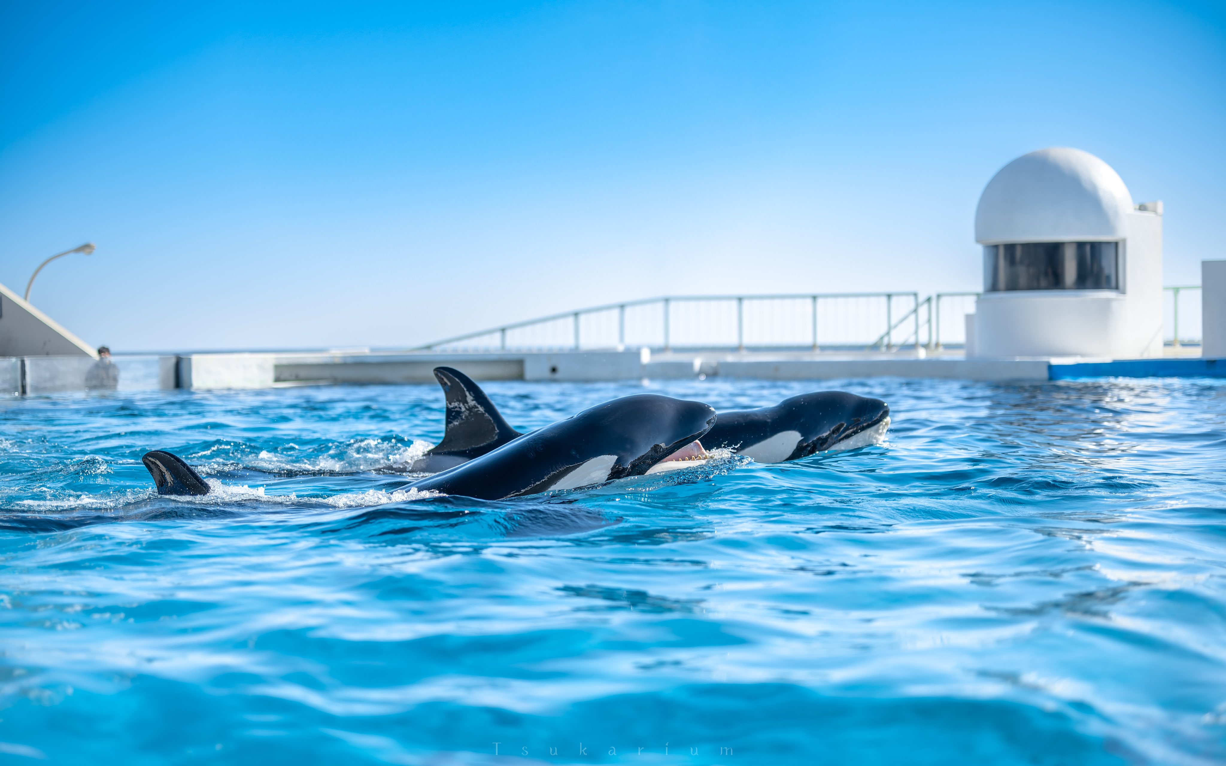 銀鏡つかさ/水族館写真家 on X: 