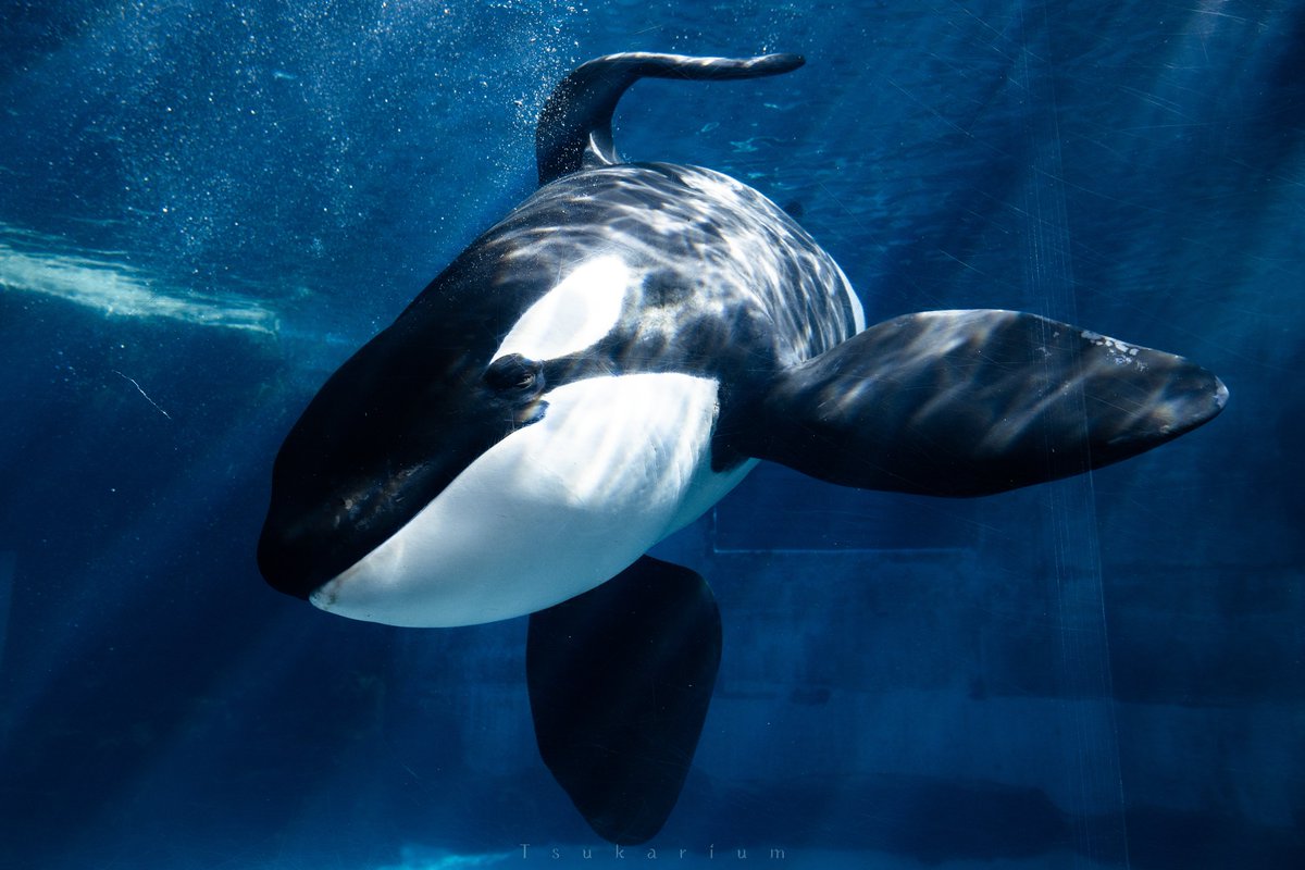 WorldOrcaDay #世界シャチの日 水族館のシャチたち 懐かしい写真も添えて