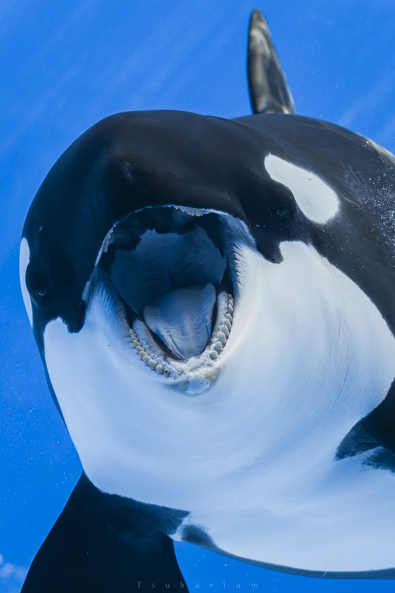 WorldOrcaDay #世界シャチの日 水族館のシャチたち 懐かしい写真も添えて