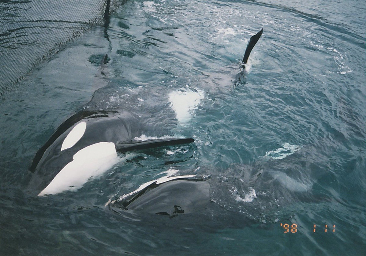 WorldOrcaDay #世界シャチの日 水族館のシャチたち 懐かしい写真も添えて