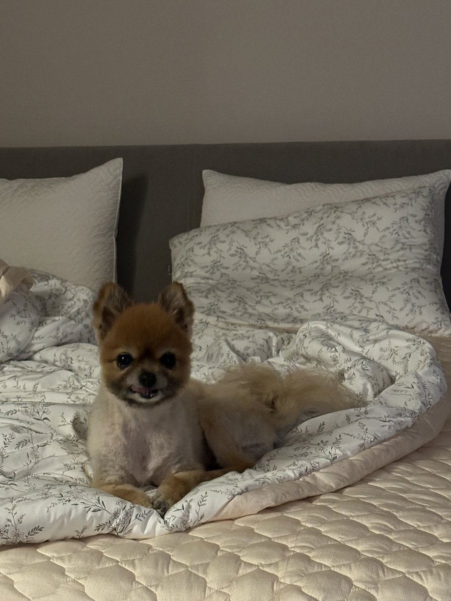 peyz05's tweet image. 🐕🐩🐈