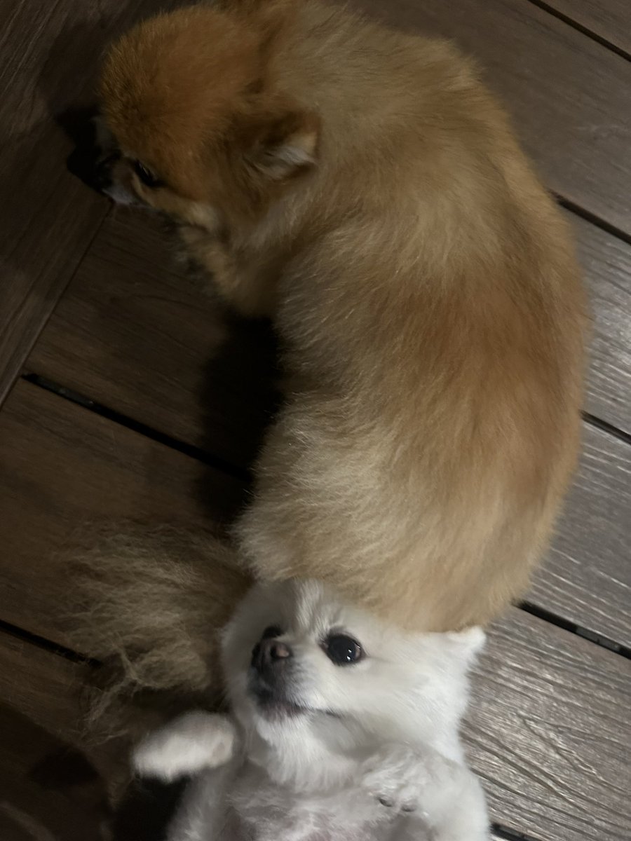 peyz05's tweet image. 🐕🐩🐈