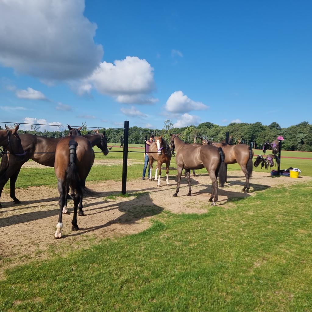 PropPersonnel's tweet photo. These polo ponies are obviously VERY well looked after 😍 @WindsorGtPark #GuardsPolo https://t.co/XvIqmJbnzx