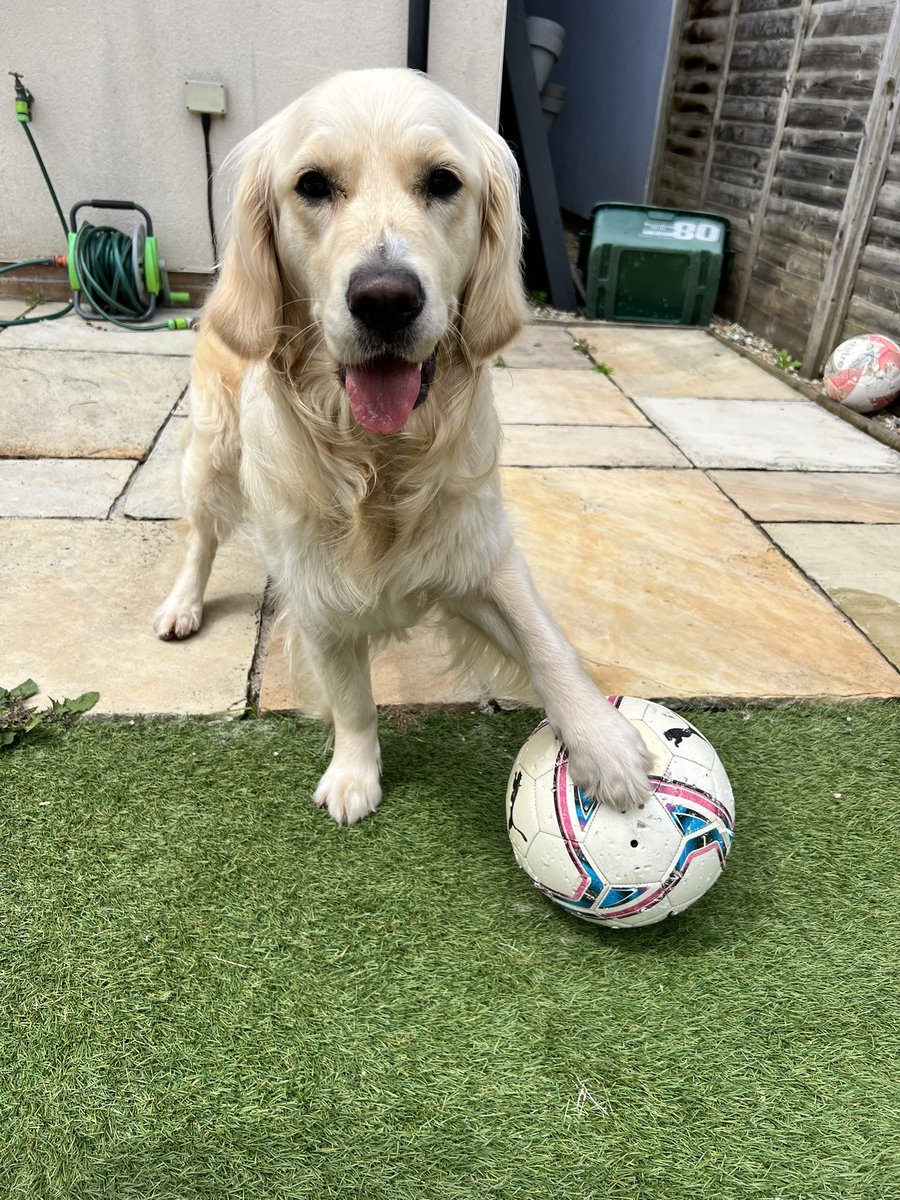 see_leonardo's tweet photo. Come on England 🏴󠁧󠁢󠁥󠁮󠁧󠁿 we’re all ready for tonight - even Hartley is practicing her skills #retriever #EURO2024 #itscominghome https://t.co/FDu8Z5XCD7