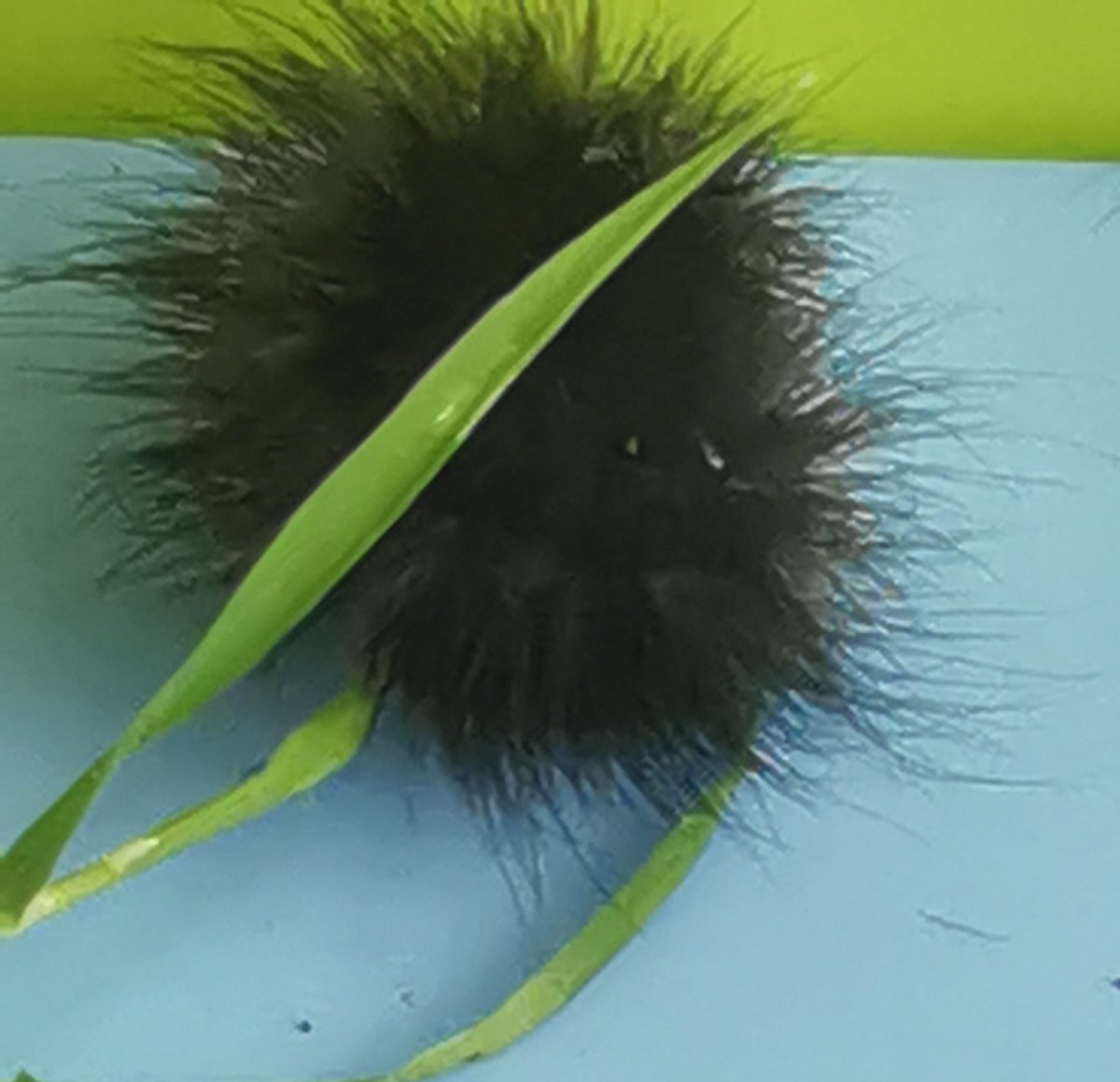 Vicky_Blackmor's tweet photo. Can anyone identify this #caterpillar please?
Completely black, very long hairs, moved very fast across my lawn in Essex. UK. #wildlife #insect #nature #moth #butterfly https://t.co/33XJ4V628o