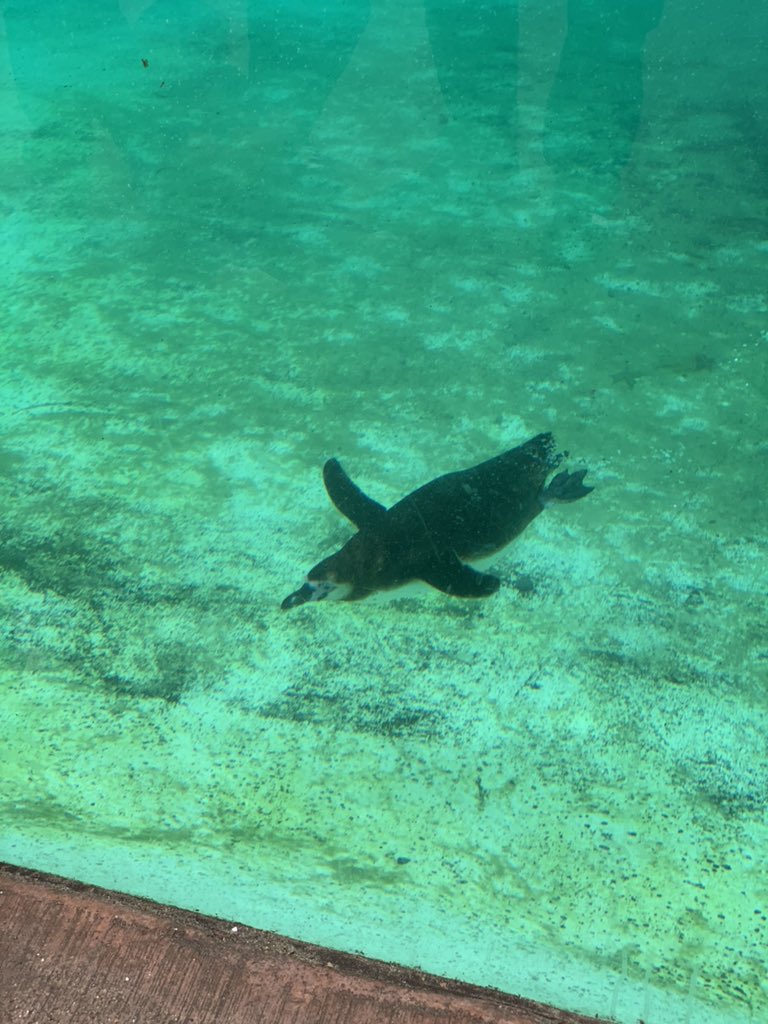 Capn_Poss tweet media