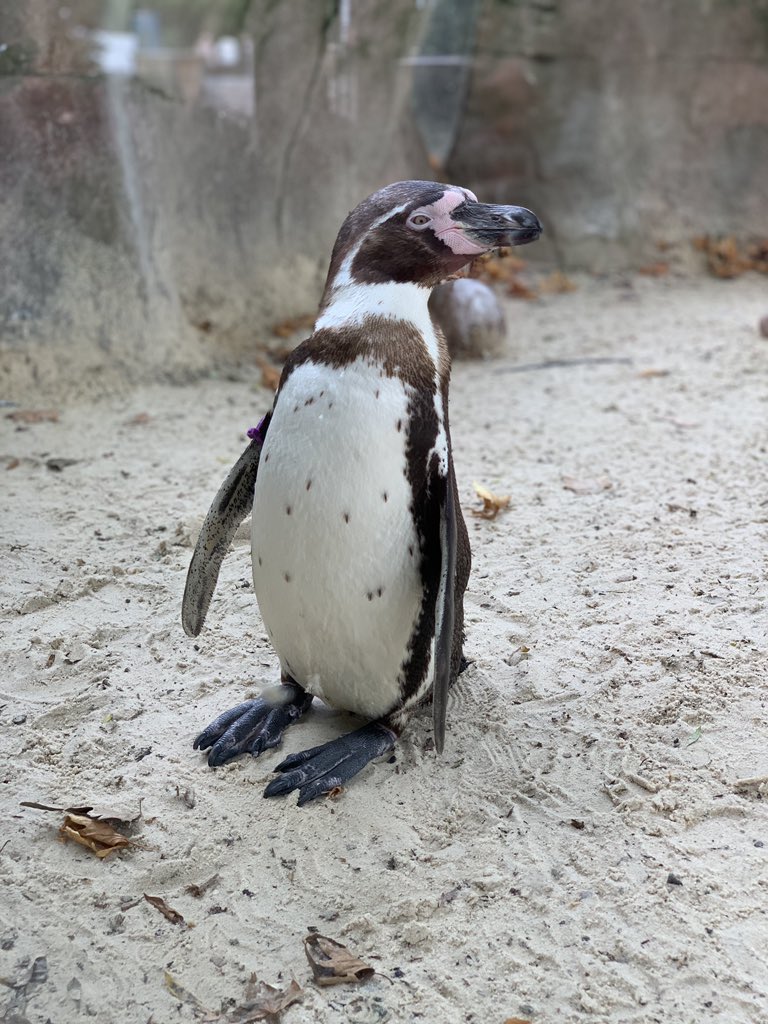 Capn_Poss tweet media