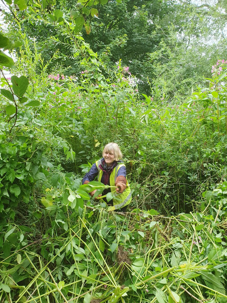 highbatts's tweet photo. Many thanks to all the members who came for the Muck-in on Sat. A great effort in the drizzle, pulling some enormous balsam. https://t.co/HI53AUukTO