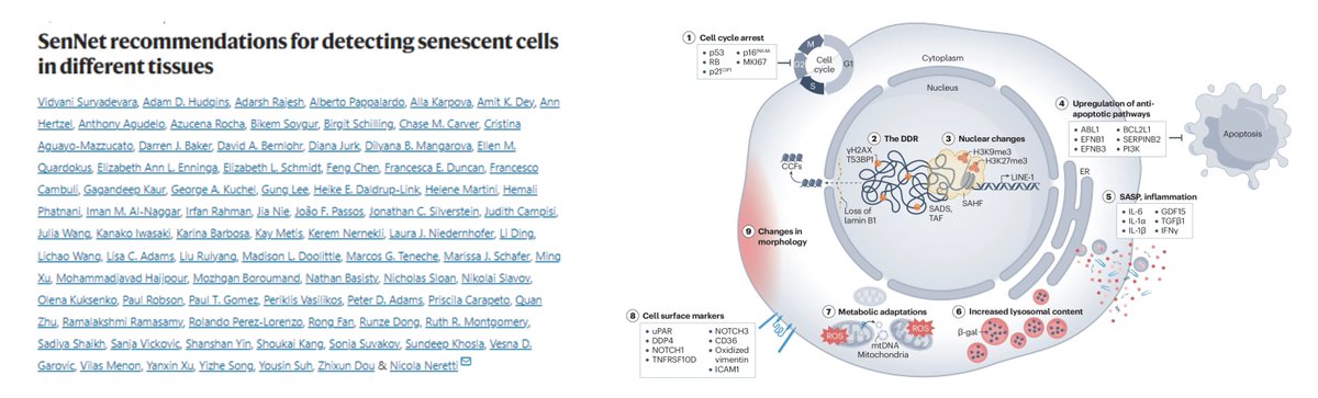 Hao Yin (@haoyin20) on Twitter photo SenNet <a href="/sennetresearch/">SenNet Consortium</a> recommendations for detecting senescent cells in different tissues
Transcriptomic signatures
SenMayo
<a href="/NatureComms/">Nature Communications</a> 2022
nature.com/articles/s4146…
SenSig
<a href="/GeroScienceAGE/">GeroScience</a> 2023
link.springer.com/article/10.100…
Wait for #ArtificialIntelligence methods to detect SenNet <a href="/sennetresearch/">SenNet Consortium</a> recommendations for detecting senescent cells in different tissues
Transcriptomic signatures
SenMayo
<a href="/NatureComms/">Nature Communications</a> 2022
nature.com/articles/s4146…
SenSig
<a href="/GeroScienceAGE/">GeroScience</a> 2023
link.springer.com/article/10.100…
Wait for #ArtificialIntelligence methods to detect