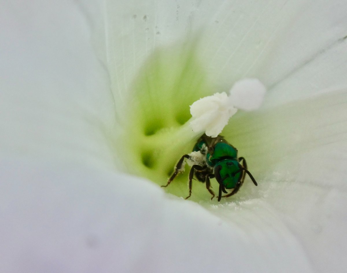 602Shaffer's tweet photo. What lies within? #SecretSunday #insects #flowers https://t.co/x7zCctxoT3