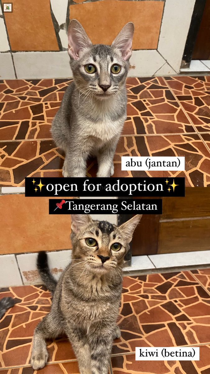 KochengFess v2 tweet media