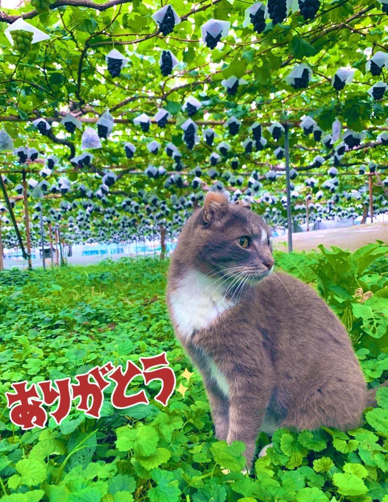 2100housekibako's tweet photo. ２０２４年度ぶどうづくりもいよいよラストスパート❗️
第282回プレゼントキャンペーンを開催します⭐️

🍇応募方法🍇
フォロー＆
このポストをリポスト
〆切は１５日
月曜日２４時まで

初物 
【特選ハウス巨峰 粒１ｋｇ】

抽選で２名様に
完全無料でプレゼント🎁✨

初物ハウスぶどうがお得に購入ができるのは【ぶどうの宝石箱公式LINE】➡️ https://t.co/0f4CoowVsD