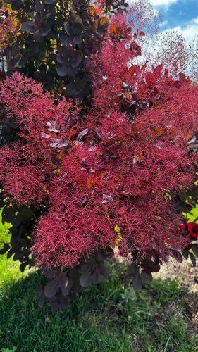 GardeningGenie's tweet photo. I love #smoketrees (Cotinus) and will get a few if I ever have more room 😍 This one is in my neighbourhood. I'm sure I look like a weirdo taking photos of trees and plants on all my walks lol (def. a weirdo I'd love to know) #gardeningX #garden #southwestontario https://t.co/BpxctnMFIw