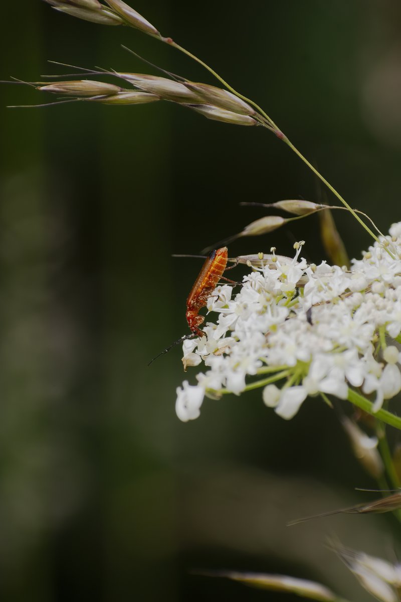 alswinn's tweet photo. Nice chilled walk on the Ham Hill butterfly route. A goodly variety of butterflies, but also lots of Red Soldier Beetles, a Black-Striped Longhorn Beetle, and some lovely Pyramidal Orchids @UKCantharidae @NLonghornRS @BritishBugs @SomersetWT @britnats @Buzz_dont_tweet https://t.co/RG2Wdeth0g
