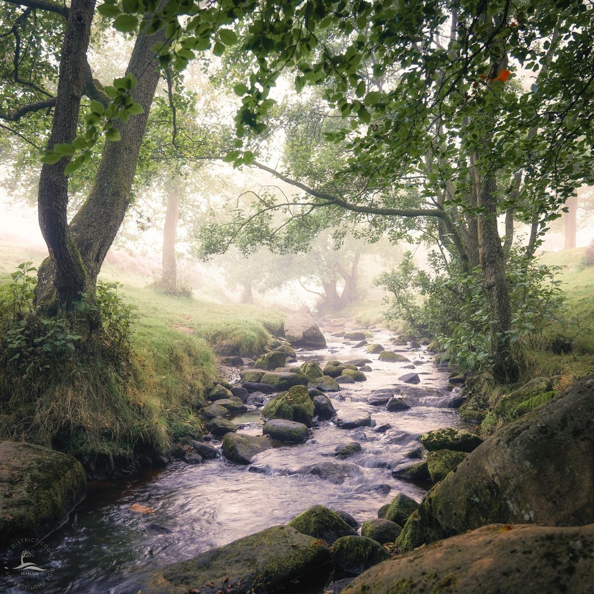 More and more often, I find the best place to be is in the woods. The trees do not rush you, the river does not judge you. Here is shade and shelter, and the soft air seems to wrap itself around you, as if Nature has been waiting patiently all this time to welcome you back.