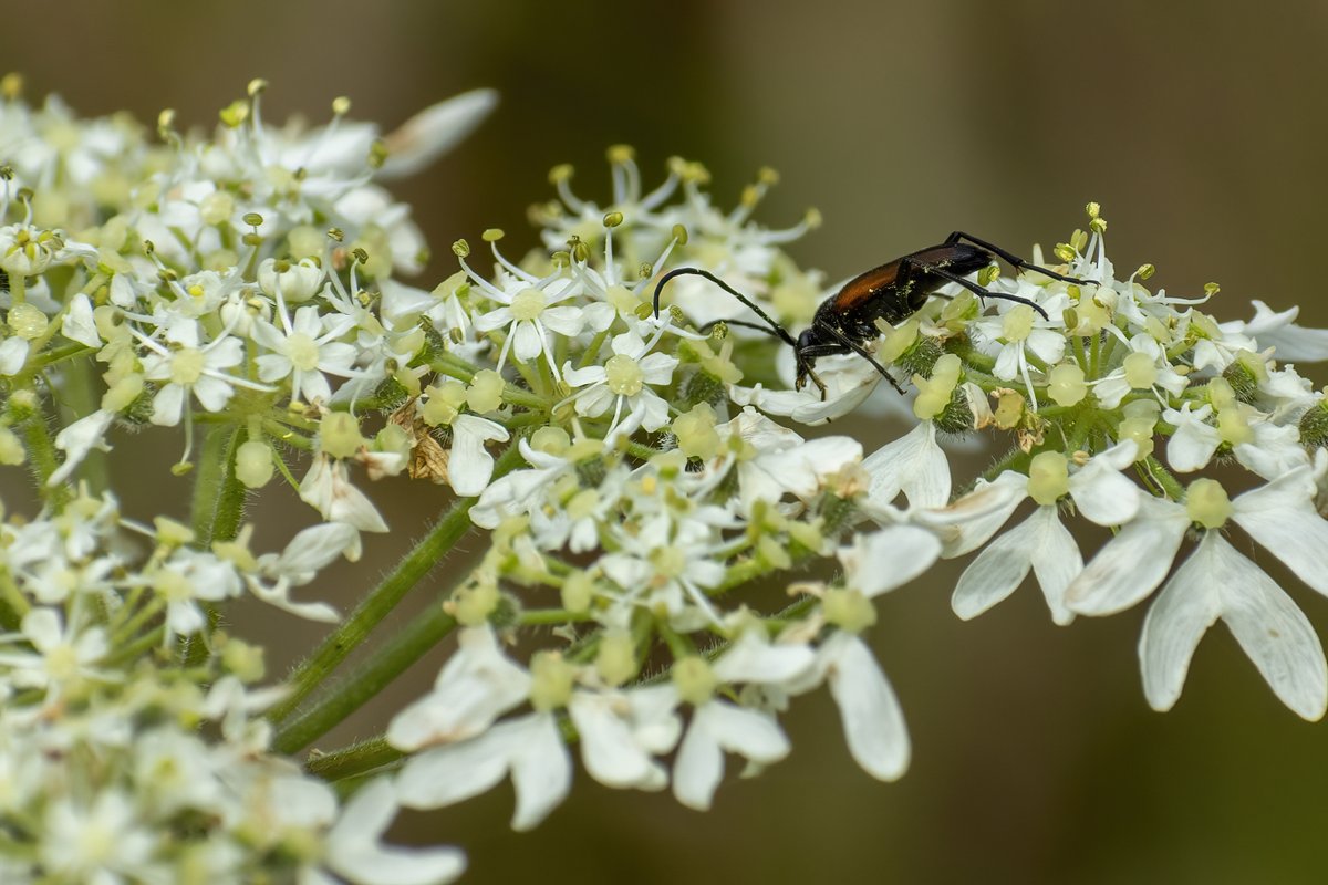 alswinn's tweet photo. Nice chilled walk on the Ham Hill butterfly route. A goodly variety of butterflies, but also lots of Red Soldier Beetles, a Black-Striped Longhorn Beetle, and some lovely Pyramidal Orchids @UKCantharidae @NLonghornRS @BritishBugs @SomersetWT @britnats @Buzz_dont_tweet https://t.co/RG2Wdeth0g