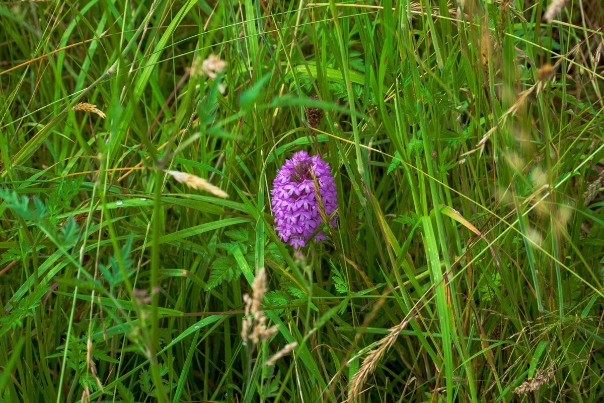 alswinn's tweet photo. Nice chilled walk on the Ham Hill butterfly route. A goodly variety of butterflies, but also lots of Red Soldier Beetles, a Black-Striped Longhorn Beetle, and some lovely Pyramidal Orchids @UKCantharidae @NLonghornRS @BritishBugs @SomersetWT @britnats @Buzz_dont_tweet https://t.co/RG2Wdeth0g