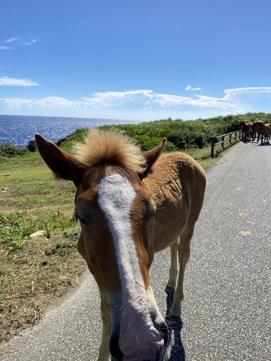 tabimasa's tweet photo. 与那国島。
いやーとても楽しかった。
晴れを狙って毎年行きたい。 https://t.co/VaIDrgCaJv