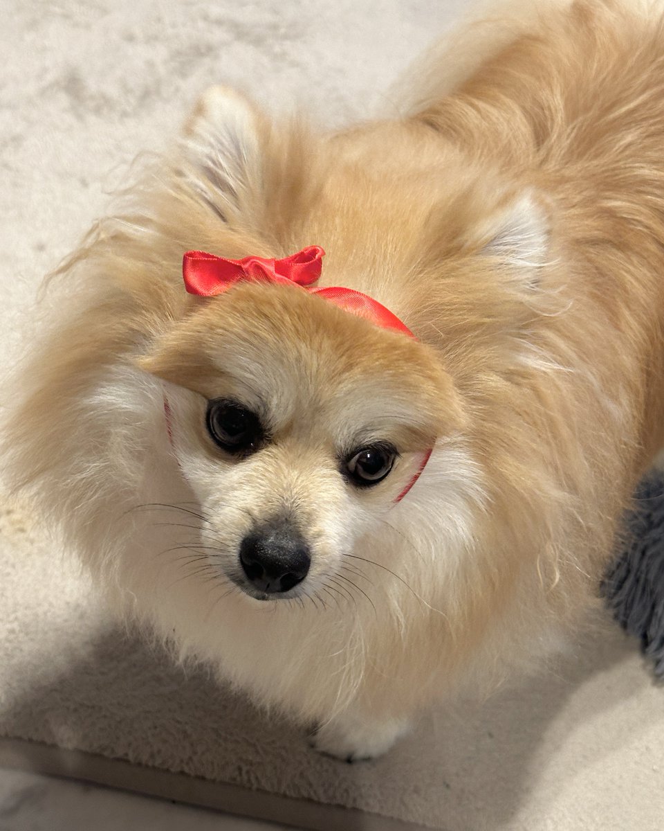 愛犬の絵です  リボンを巻いてみたら小顔さん