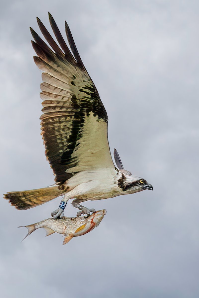 Derek Lees (@derek_lees) on Twitter photo Osprey taken at Blithfield Reservoir, Staffordshire, UK 13/07/2024
#Osprey
<a href="/Staffsbirdnews/">Staffs Bird News</a>
<a href="/WestMidBirdClub/">West Midland Bird Club</a>
@WestMidsBirding
<a href="/RareBirdAlertUK/">RareBirdAlertUK</a> Osprey taken at Blithfield Reservoir, Staffordshire, UK 13/07/2024
#Osprey
<a href="/Staffsbirdnews/">Staffs Bird News</a>
<a href="/WestMidBirdClub/">West Midland Bird Club</a>
@WestMidsBirding
<a href="/RareBirdAlertUK/">RareBirdAlertUK</a>