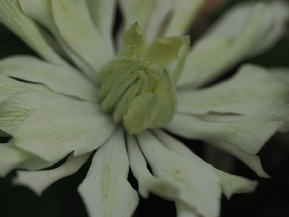 PhotTondotNet's tweet photo. RAW現像ソフトの違い
#OMDS #OM1 #EPM2 #Olympus #MZD90mmF35 #photography #dxophotolab7 #OMworkspace #originallut #りたらべんち
1枚目 OM workspace
2枚目 DxO PhotoLab 7
2枚ともにソフト内設定パラメータを1つも付与しないで現像
ほぼ一緒、だがほぼというところが各ソフトの特色となるか https://t.co/I72Gv5IhTd