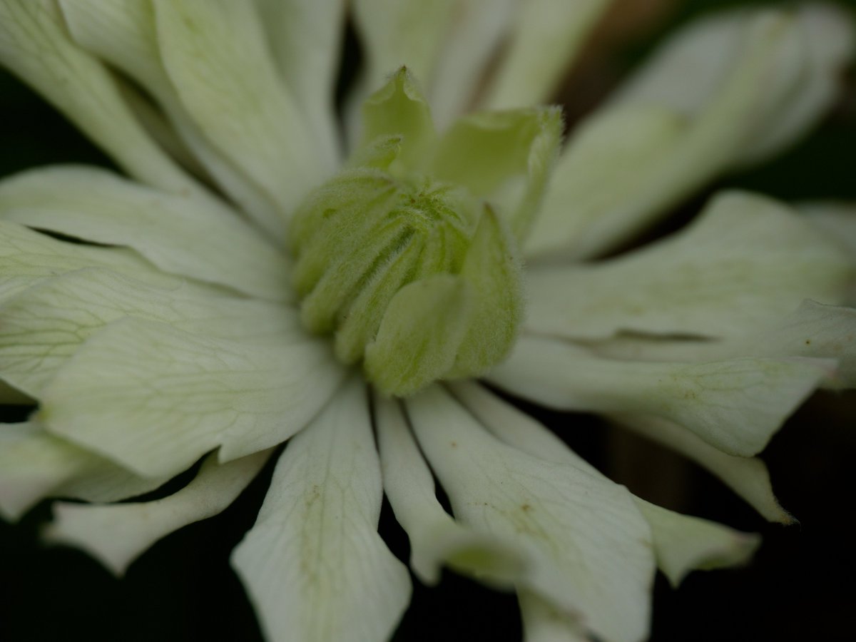 PhotTondotNet's tweet photo. RAW現像ソフトの違い
#OMDS #OM1 #EPM2 #Olympus #MZD90mmF35 #photography #dxophotolab7 #OMworkspace #originallut #りたらべんち
1枚目 OM workspace
2枚目 DxO PhotoLab 7
2枚ともにソフト内設定パラメータを1つも付与しないで現像
ほぼ一緒、だがほぼというところが各ソフトの特色となるか https://t.co/I72Gv5IhTd
