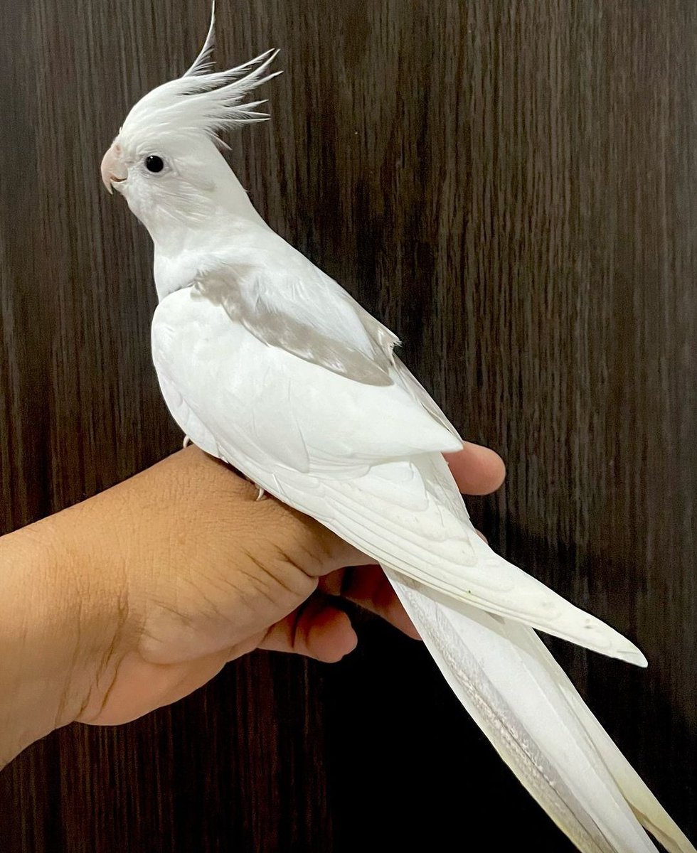 سباستین بابا؛ 
 فقط کفتر ما رو کسی نگیره 😎😎😎😎