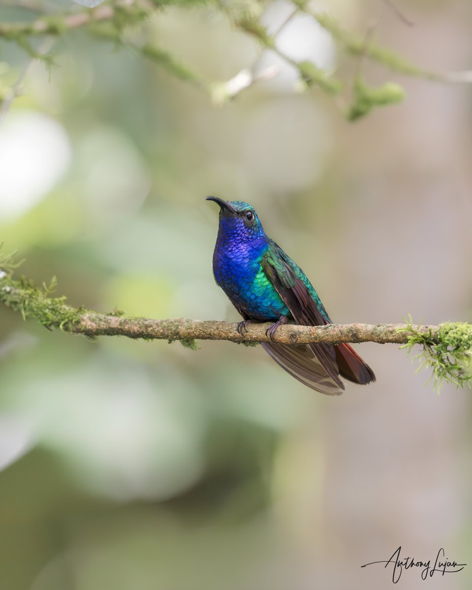 anthonylujan's tweet photo. Lazuline Sabrewing
Campylopterus falcatus
IUCN status - Least Concern
Sony A1 - Sony 300mm - 2x teleconverter
#LazulineSabrewing #sabrewing #hummingbird #nuts_about_birds #earthcapture #colibrí #beijaFlor #hummingbirds #nature #natgeoyourshot #naturephotography #sonya1 #birds... https://t.co/h0rwuL0oQa